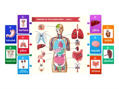 anatomie člověka- muž zvukové