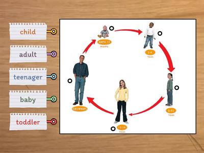 Y1 Human life cycle