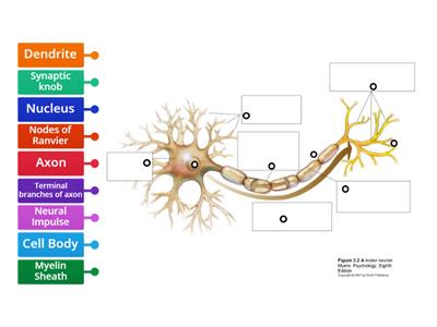 Label The Neuron