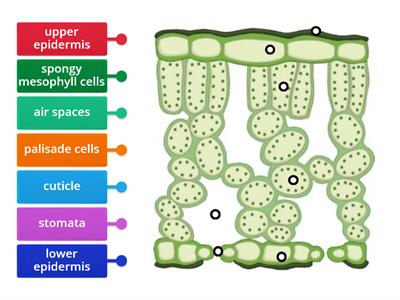 N5 BioCross Section of a Leaf