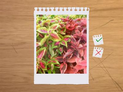 造園丙級識別圖卡