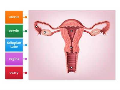 Female Reproductive System Labeled Diagram