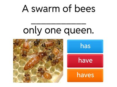 Subject verb agreement collective nouns