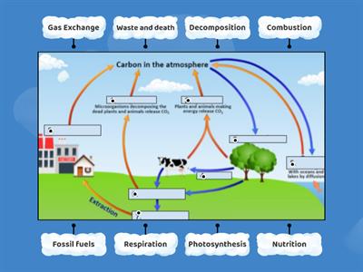 Carbon Cycle