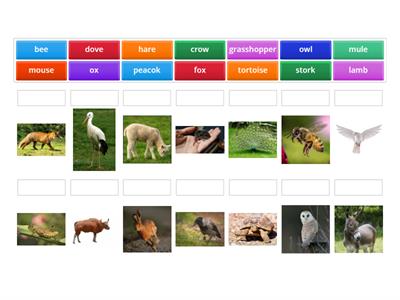 Animals