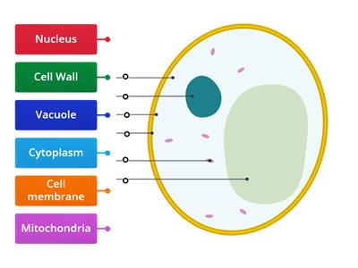  Yeast Cell structures