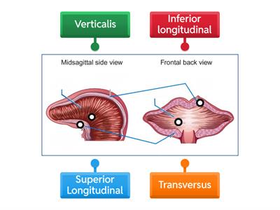 Intrinsic (Inner) Tongue Muscles