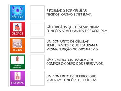 ORGANIZAÇÃO DO CORPO HUMANO