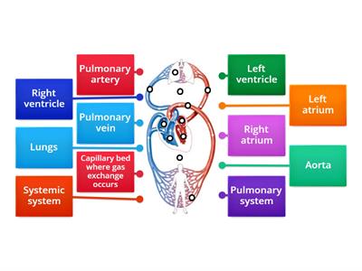 Cardiovascular system - Label the double circulatory system