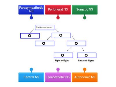 Divisions of the nervous system