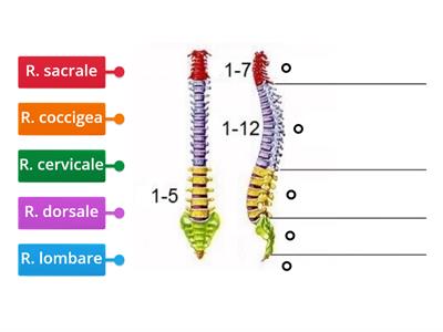 Colonna vertebrale