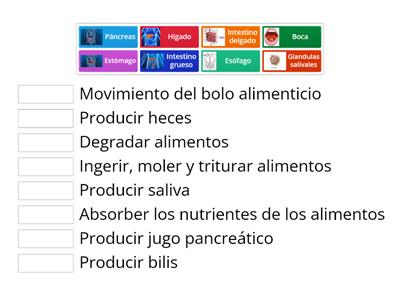 Organos y estructuras del sistema digestivo