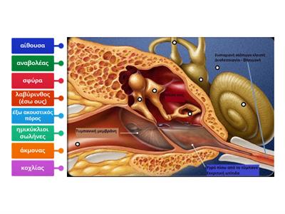 Ανατομία αυτιού -αντιστοίχιση ανατομικών όρων