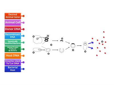Genetic Engineering Diagram