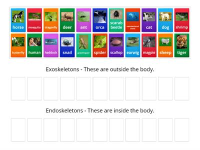 Exoskeleton or endoskeleton? Year 3