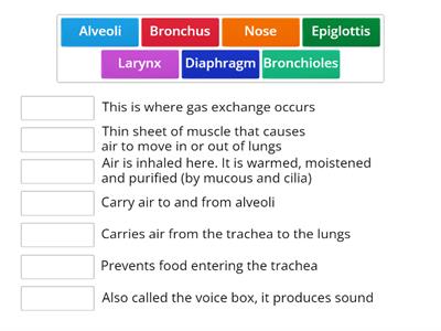 Respiratory System Functions