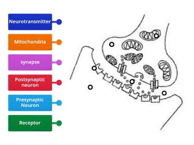 Close up neuron label 