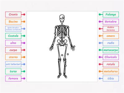 Lo scheletro umano e le ossa principali.
