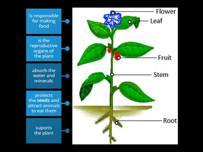 Parts of the plant and their functions 