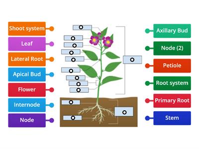 Structure of Flowering Plant