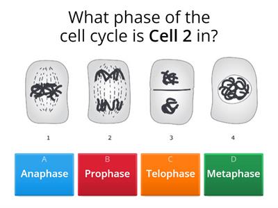 Cell Cycle Practice Questions