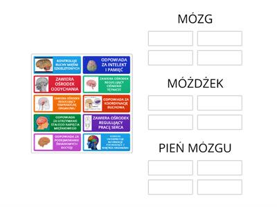 UKŁAD NERWOWY FUNKCJE MÓZGOWIA