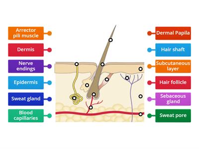 Label the diagram of the skin 