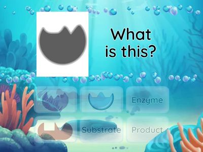 Shape It Right (Enzyme)