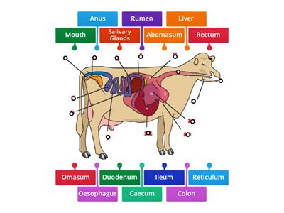 Ruminant Digestive System