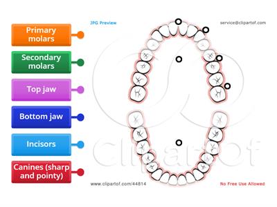 Label teeth