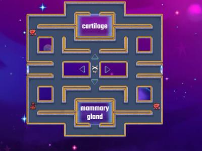 Invertebrates/Vertebrates Maze Chase