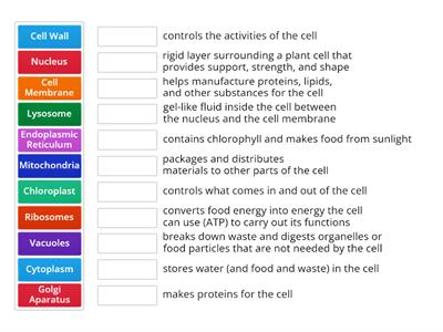 Cell Organelles