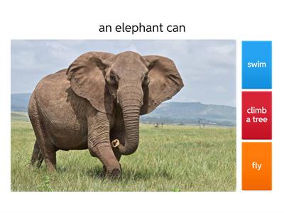 wild animals can/cant 