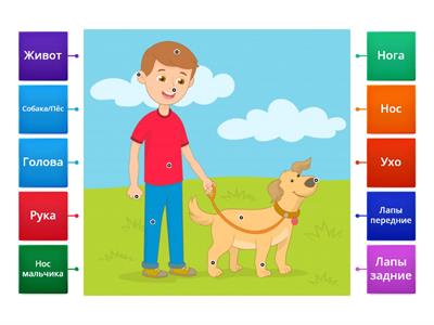 Мальчик гуляет с собакой. Части тела. Покажи где у...  РКИ 