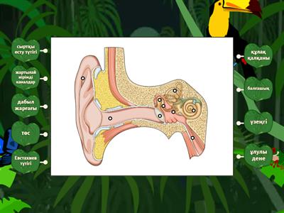 Қыздың жалаңаш кискасы