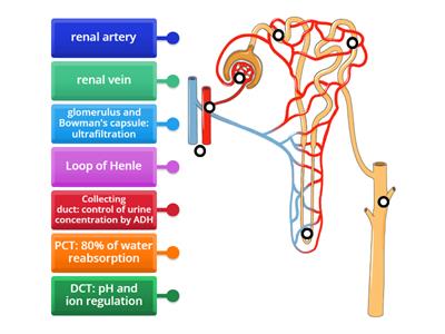 Nephron structure and function