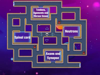 Skeletal, nervous, and muscular system