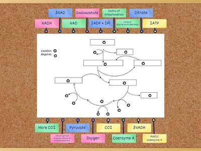 2.2 Citric Acid Cycle