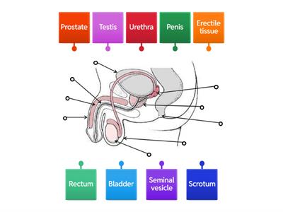 Reproductive system labelling - male