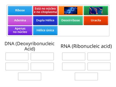 DNA vs. RNA
