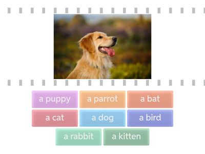 АМ1 розділ 4 тварини