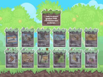 Bist du ein Bienenprofi?