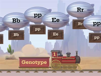 Genotype and Phenotype Balloon Pop