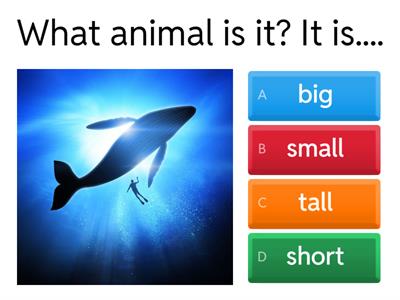big small short tall animals
