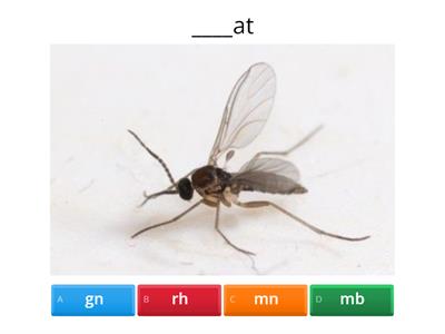 WRS 12.2 (kn, wr, gn, rh, mn, mn, gh, mb) 