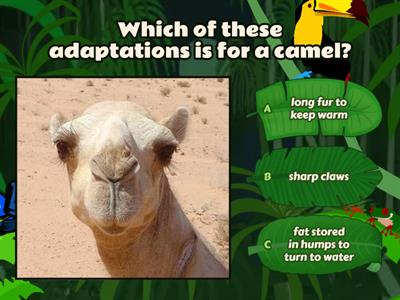 Adaptations Quiz