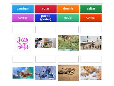 S1 verbs for los animales