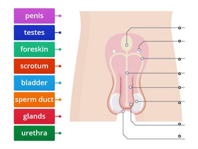 Male reproductive system front view