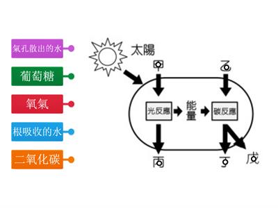 光合作用示意圖