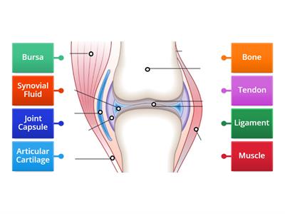 Synovial Joint Structure